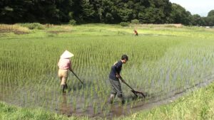 御代田町の有機米農家さん