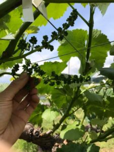 第1回体験会は6月28日(土) シャインマスカットの房作り(房切り、摘粒など)予定