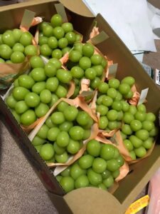 令和7年度の農体験受入れに、東御市のブドウ農家さんのご協力が決まりました