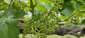 シャインマスカット農作業の撮影始まりました